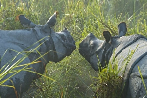 Couple of Indian rhinoceros (Rhinoceros unicornis) in the morning mist, Kaziranga National Park Couple of Indian rhinoceros (Rhinoceros unicornis) in the morning mist, Kaziranga National Park