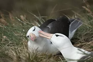 Courting black-browed albatross (black-browed mollymawk) (Diomedea melanophris), West Point, Falkland Island