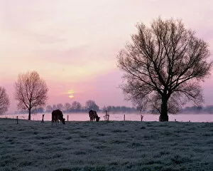 Netherland Gallery: Cows in the early morning in a misty landscape by a river in Holland
