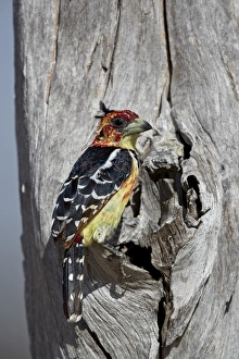 Crested barbet (Trachyphonus vaillantii), Selous Game Reserve, Tanzania, East Africa Crested barbet (Trachyphonus vaillantii), Selous Game Reserve, Tanzania, East Africa