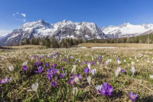 Crocus during spring blooming, Entova Alp, Malenco Valley, province of Sondrio, Valtellina Crocus during spring blooming, Entova Alp, Malenco Valley, province of Sondrio, Valtellina