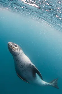A curious adult leopard seal (Hydrurga leptonyx), underwater near Coronation Island A curious adult leopard seal (Hydrurga leptonyx), underwater near Coronation Island