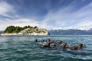 Curious Steller sea lions (Eumetopias jubatus), South Marble Islands Curious Steller sea lions (Eumetopias jubatus), South Marble Islands