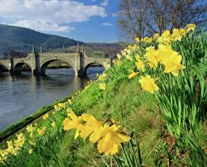 Summer Time Gallery: Daffodils by the River Tay and Wades Bridge