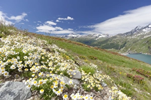 Daisies and green meadows frame the blue water, Montespluga, Chiavenna Valley Daisies and green meadows frame the blue water, Montespluga, Chiavenna Valley
