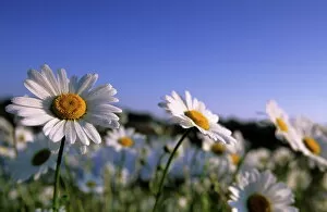 Wild Flower Collection: Daisy, Asteraceae