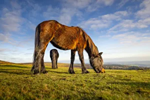 Dartmoor Ponies graze on moorland grass in winter next to Haytor, Dartmoor National Park Dartmoor Ponies graze on moorland grass in winter next to Haytor, Dartmoor National Park
