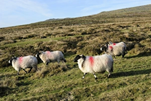 Dartmoor sheep at Merrivale, Dartmoor National Park, Devon, England, United Kingdom Dartmoor sheep at Merrivale, Dartmoor National Park, Devon, England, United Kingdom