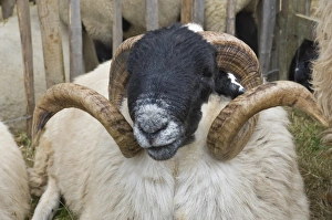 Dartmoor sheep, rams head with curly horns, Widecombe Fair, Dartmoor Dartmoor sheep, rams head with curly horns, Widecombe Fair, Dartmoor