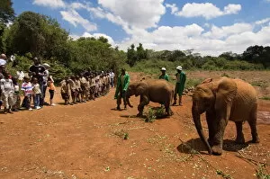 Nairobi Gallery: David Sheldrick Wildlife Trust, Elephant Orphanage, Nairobi, Kenya, East Africa, Africa