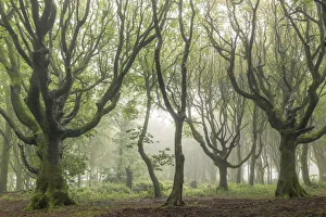 Deciduous trees on a foggy morning, North Cornwall, England, United Kingdom, Europe Deciduous trees on a foggy morning, North Cornwall, England, United Kingdom, Europe