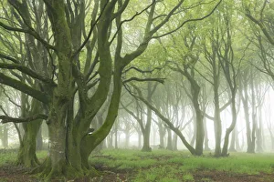 Deciduous trees with spring foliage in a foggy woodland, Cornwall, England, United Deciduous trees with spring foliage in a foggy woodland, Cornwall, England, United