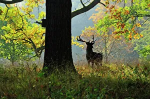 Deer, Favorite Park, Ludwigsburg, Baden-Wurttemberg, Germany, Europe Deer, Favorite Park, Ludwigsburg, Baden-Wurttemberg, Germany, Europe
