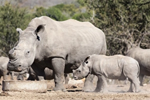 Dehorned white rhino (Ceratotherium simum) with calf, Mauricedale game ranch, Mpumalanga Dehorned white rhino (Ceratotherium simum) with calf, Mauricedale game ranch, Mpumalanga