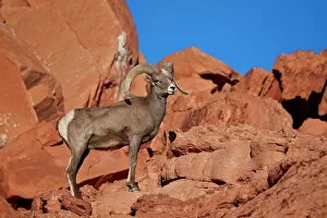 Desert Bighorn Sheep (Ovis canadensis nelsoni) ram, Valley of Fire State Park, Nevada, United States of America