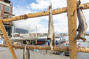 Details of the wooden rack with dried stockfish at the harbor of Svolvaer, Vagan Details of the wooden rack with dried stockfish at the harbor of Svolvaer, Vagan