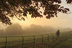 Distant horse in a field at sunrise on a foggy morning in autumn, High Tor, Matlock Distant horse in a field at sunrise on a foggy morning in autumn, High Tor, Matlock