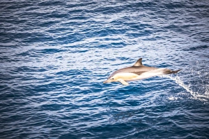 Dolphins seen near Whakatane and Tauranga in the Bay of Plenty, North Island, New Zealand Dolphins seen near Whakatane and Tauranga in the Bay of Plenty, North Island, New Zealand