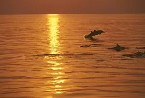 Maldives Gallery: Dolphins swimming at sunset, Maldives, Indian Ocean, Asia