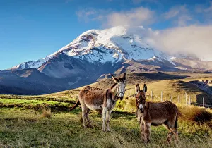 Donkeys and Chimborazo Volcano, Chimborazo Province, Ecuador Donkeys and Chimborazo Volcano, Chimborazo Province, Ecuador