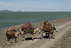 Lake Turkana National Parks Collection: Donkeys, Lake Turkana
