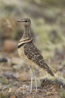 Double-banded courser (Rhinoptilus africanus), Karoo National Park, South Africa, Africa Double-banded courser (Rhinoptilus africanus), Karoo National Park, South Africa, Africa