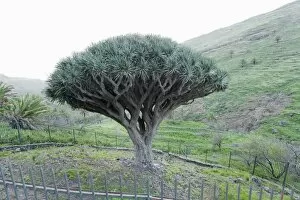 Images Dated 25th December 2014: Dragon tree (Drago de Agalan) (Dracaena draco), near Alajero, La Gomera, Canary Islands, Spain