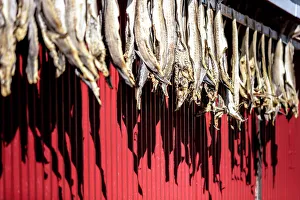 Dried stockfish is the main typical Norwegian product, Hamnoy, Moskenes, Nordland Dried stockfish is the main typical Norwegian product, Hamnoy, Moskenes, Nordland