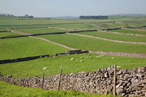 Images Dated 22nd May 2012: Dry stone walls and sheep, Litton, Derbyshire, England, United Kingdom, Europe