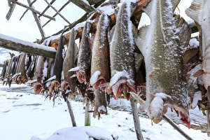 Drying codfish, a typical Norwegian product, Svensby, Lyngen Alps, Troms, Lapland Drying codfish, a typical Norwegian product, Svensby, Lyngen Alps, Troms, Lapland