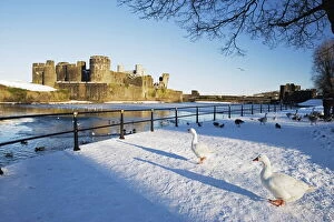 Images Dated 7th January 2010: Ducks walking in the snow, Caerphilly Castle, Caerphilly, Gwent, Wales