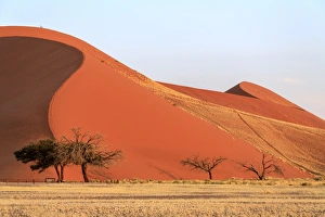 Dune 45 the star dune composed of 5 million year old sand, Sossusvlei, Namib Desert Dune 45 the star dune composed of 5 million year old sand, Sossusvlei, Namib Desert