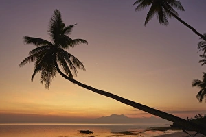 A dusk silhouette of coconut palms at Paliton beach, Siquijor, Philippines, Southeast Asia A dusk silhouette of coconut palms at Paliton beach, Siquijor, Philippines, Southeast Asia