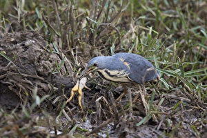 African Clawed Frog