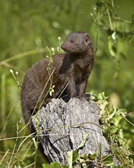 Dwarf mongoose (Helogale parvula), Kruger National Park, South Africa, Africa Dwarf mongoose (Helogale parvula), Kruger National Park, South Africa, Africa
