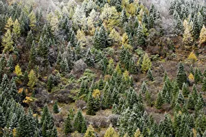 Early in morning frost on trees in Mount Siguniang, an area of outstanding natural Early in morning frost on trees in Mount Siguniang, an area of outstanding natural
