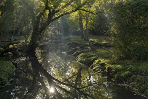 Early morning sunshine reflects in the Beaulieu River, New Forest National Park, Hampshire Early morning sunshine reflects in the Beaulieu River, New Forest National Park, Hampshire