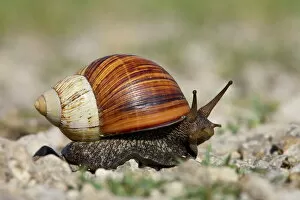 Serengeti National Park Collection: East African land snail (Achatina fulica), Serengeti National Park, Tanzania