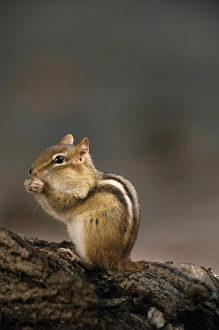 Eastern Chipmunk, (Eutamia spp), Algonquin Provincial Park, Ontario, Canada Eastern Chipmunk, (Eutamia spp), Algonquin Provincial Park, Ontario, Canada