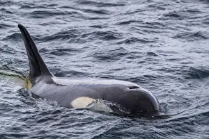 Ecotype Little B killer whale (Orcinus orca), surfacing in the Gerlache Strait Ecotype Little B killer whale (Orcinus orca), surfacing in the Gerlache Strait