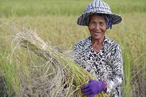 Elderly woman working in rice field harvesting rice, Kep, Cambodia, Indochina Elderly woman working in rice field harvesting rice, Kep, Cambodia, Indochina