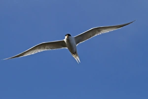 Elegant tern (Thalasseus elegans) in flight, Isla Rasa, Gulf of California (Sea of Cortez Elegant tern (Thalasseus elegans) in flight, Isla Rasa, Gulf of California (Sea of Cortez