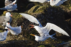 Elegant terns (Thalasseus elegans) mating, Isla Rasa, Gulf of California (Sea of Cortez) Elegant terns (Thalasseus elegans) mating, Isla Rasa, Gulf of California (Sea of Cortez)