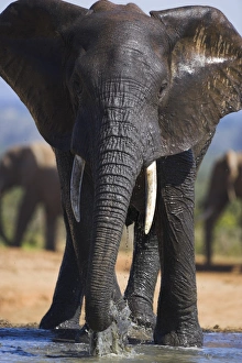 Elephant, Loxodonta africana Elephant, Loxodonta africana
