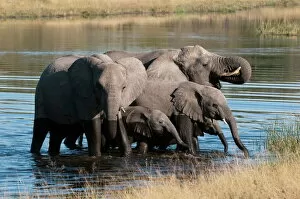 Wading Gallery: Elephant (Loxodonta africana), Savute Channel, Linyanti, Botswana, Africa