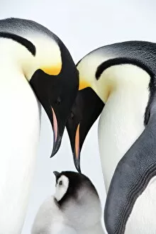 Caring Gallery: Emperor penguin (Aptenodytes forsteri), chick and adults, Snow Hill Island