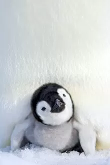 Emperor Penguin Gallery: Emperor penguin (Aptenodytes forsteri), chick, Snow Hill Island, Weddell Sea