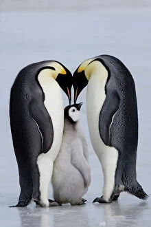 South Pole Gallery: Emperor penguin chick and adulta (Aptenodytes forsteri), Snow Hill Island