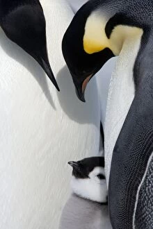 South Pole Gallery: Emperor penguin chick and adults (Aptenodytes forsteri), Snow Hill Island