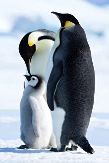 Emperor Penguin Gallery: Emperor penguins (Aptenodytes forsteri) and chick, Snow Hill Island, Weddell Sea